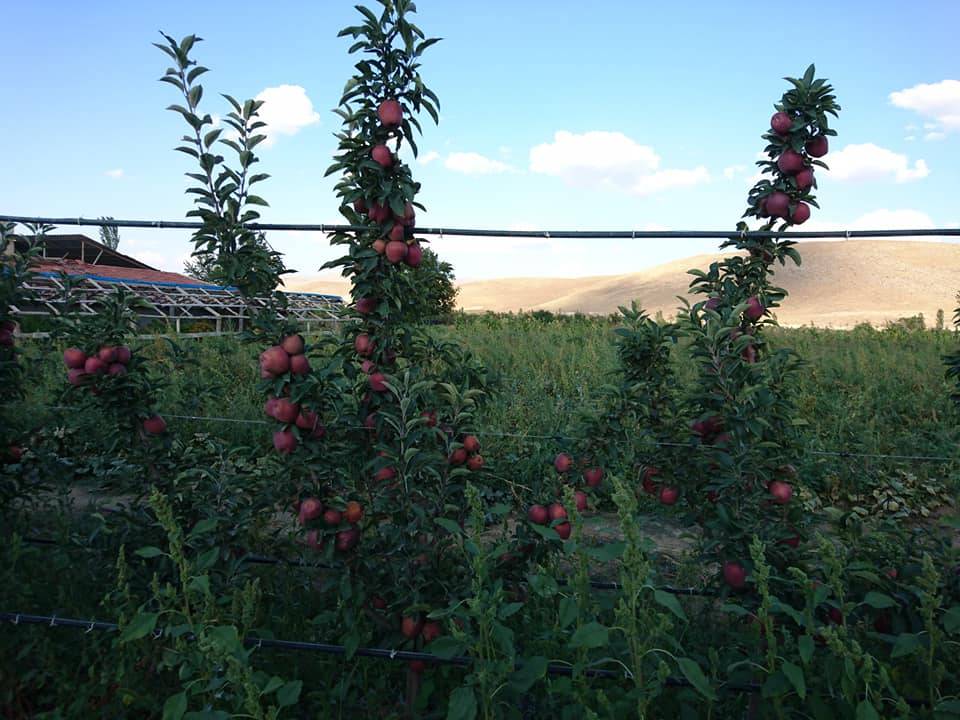 Yahyalı Mustafabeyli Köyü Resimleri 3