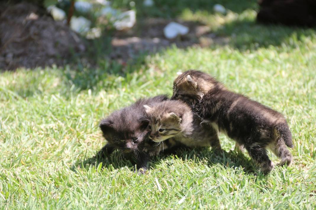 Yahyalı Yerköy Köyü Resimleri 4