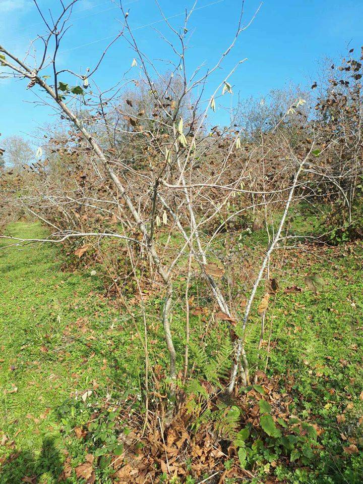 Çatalca Akalan Köyü Resimleri 3