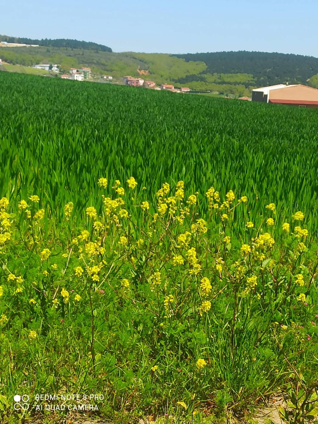 Çatalca Akalan Köyü Resimleri 6