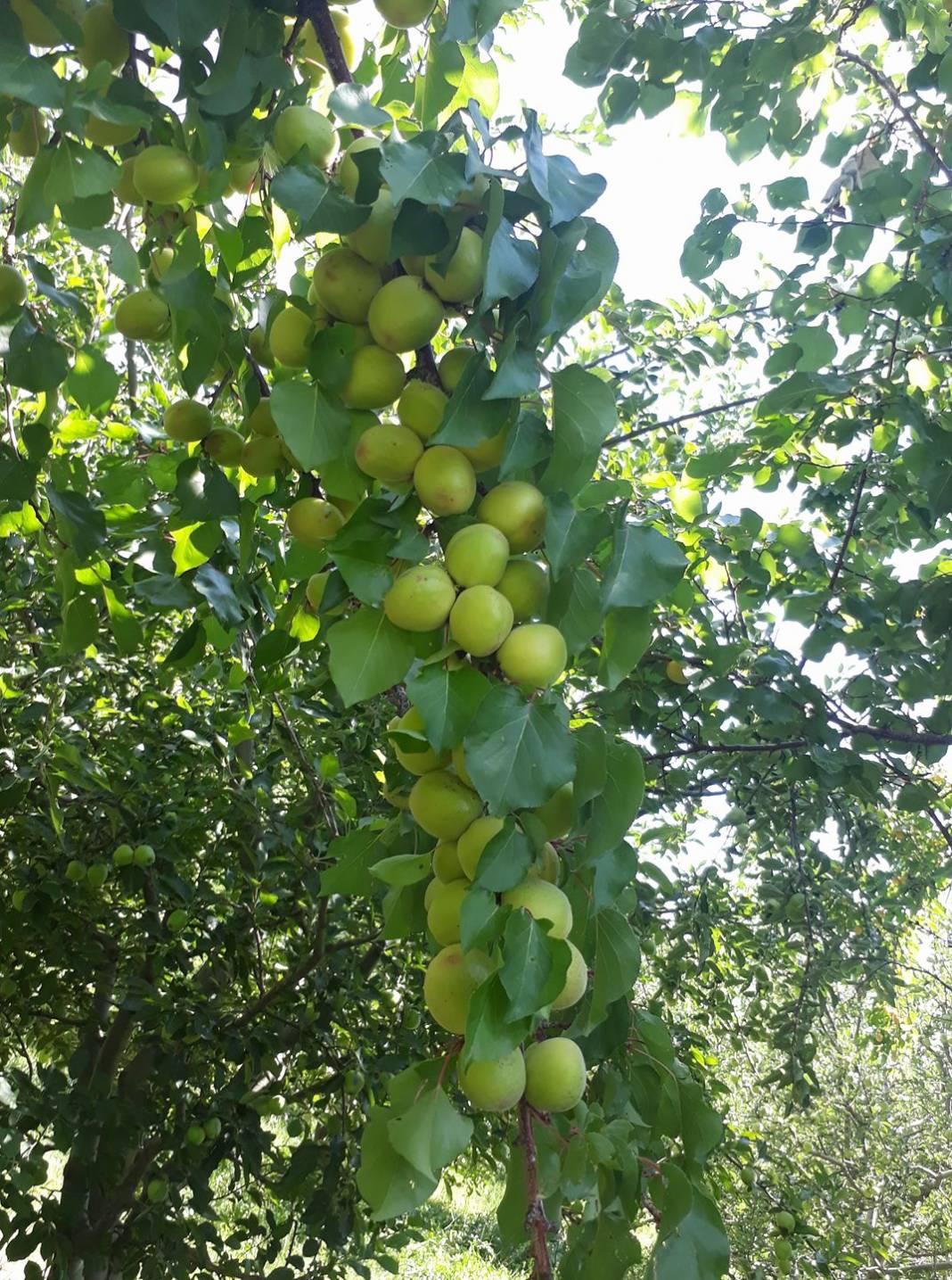 Yeşilhisar Kayadibi Köyü Resimleri 7