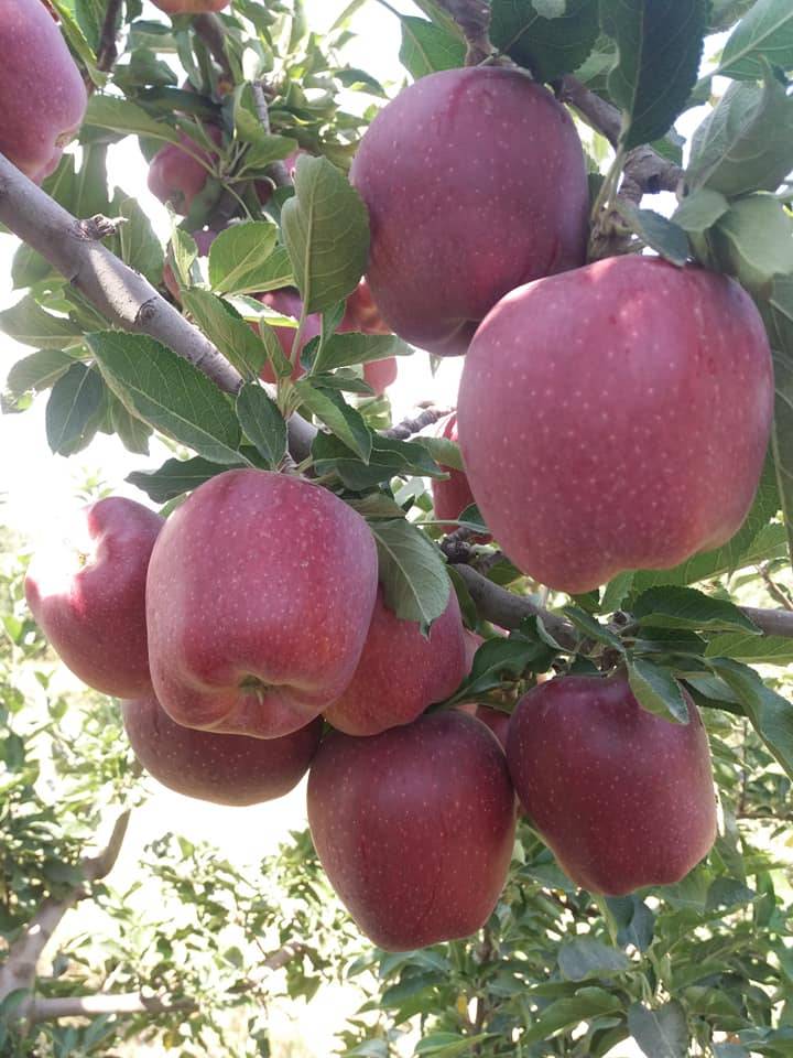 Yeşilhisar Kayadibi Köyü Resimleri 8
