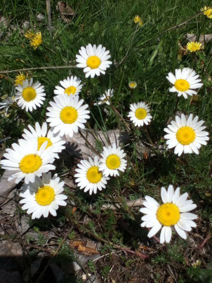 Yeşilhisar Keşlik Köyü Resimleri 1
