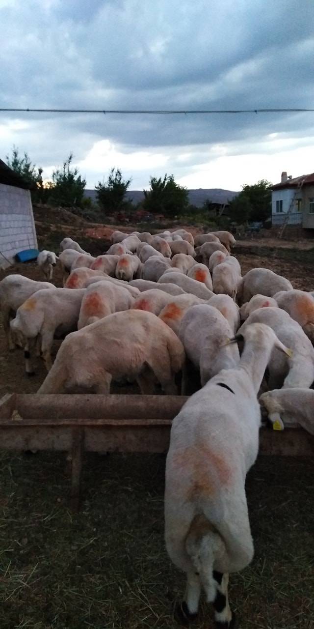 Yeşilhisar Kovalı Köyü   Resimleri 4