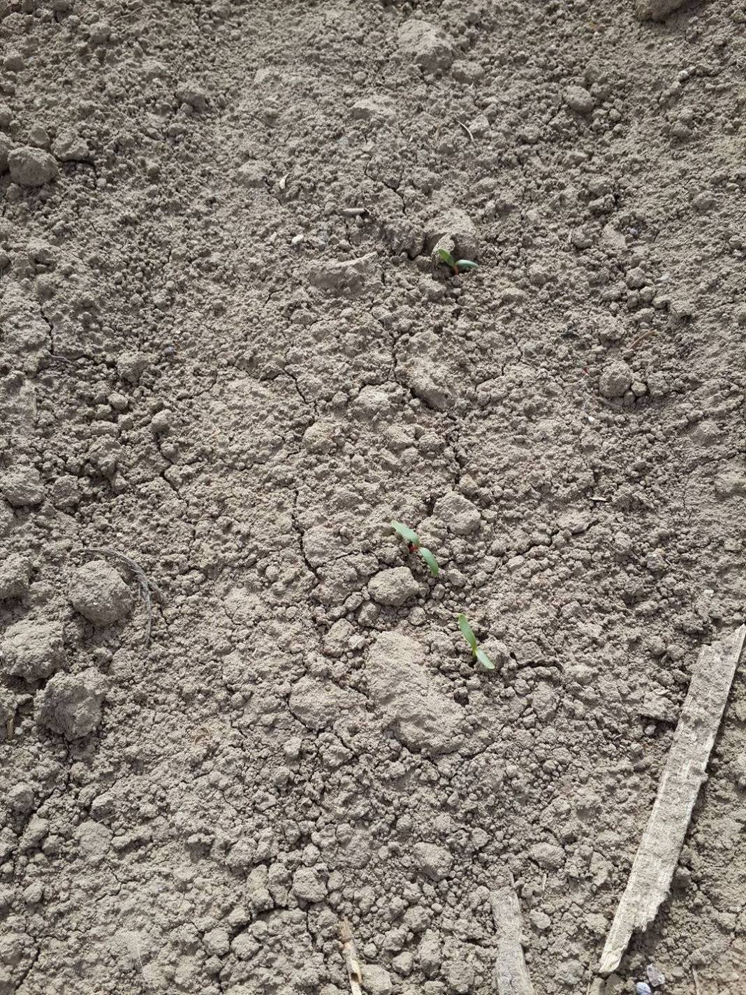 Yeşilhisar Musahacılı Köyü Resimleri 2