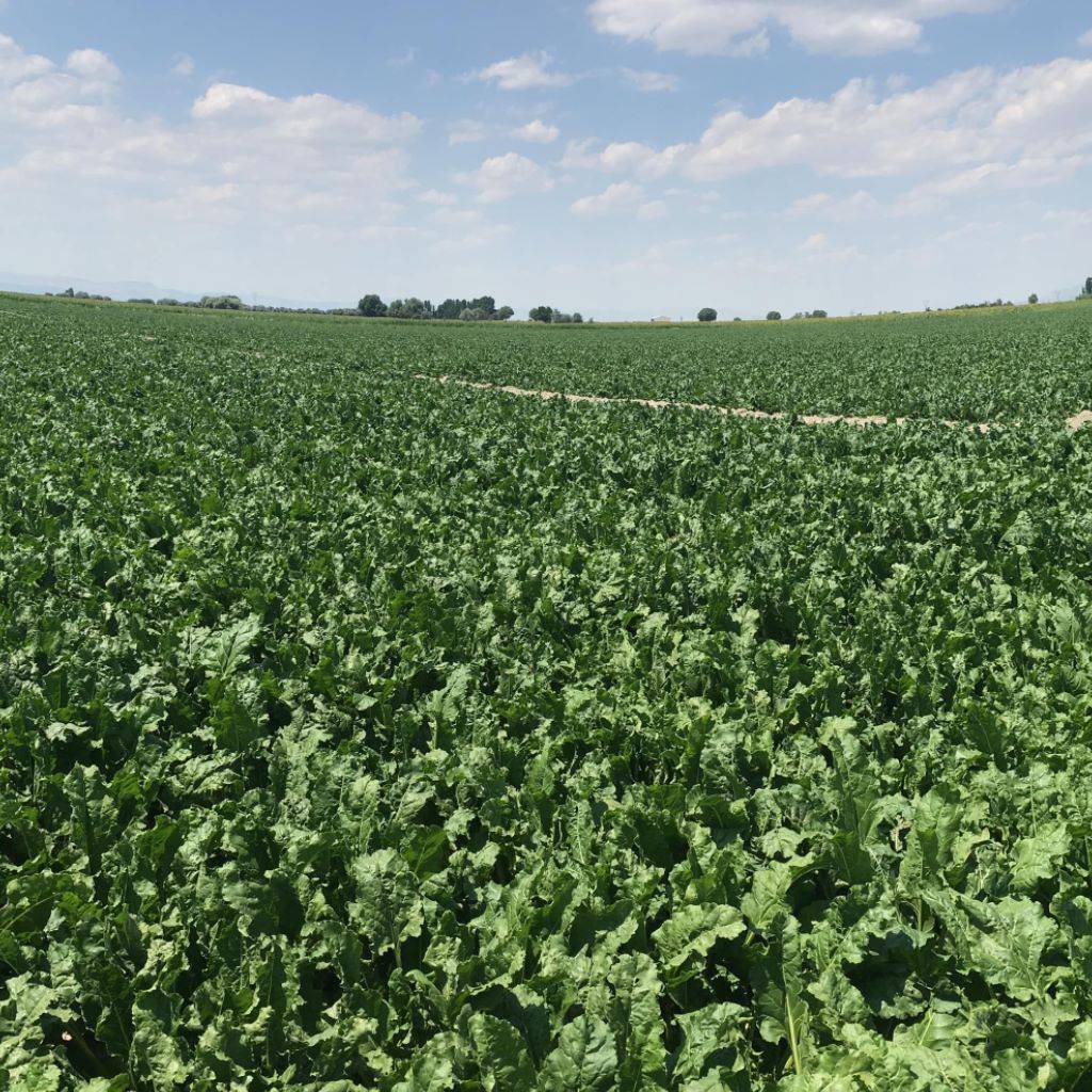 Yeşilhisar Musahacılı Köyü Resimleri 4