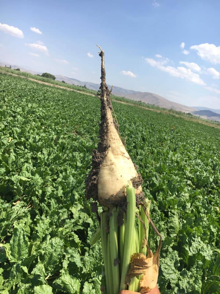Yeşilhisar Musahacılı Köyü Resimleri 5