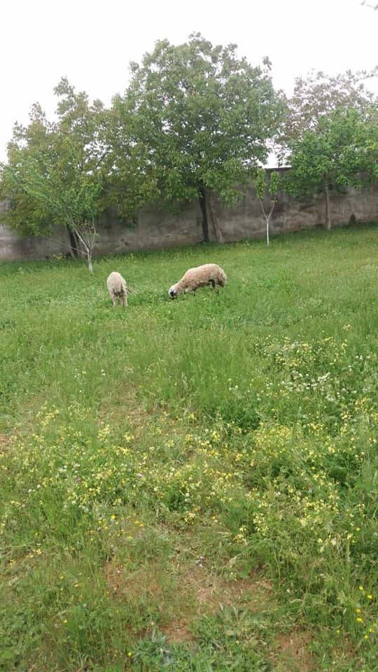 Çatalca Çakıl Köyü Resimleri 2