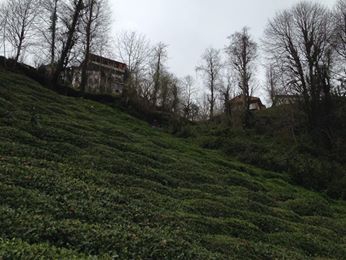 Pazar Elmalık Köyü Resimleri 11