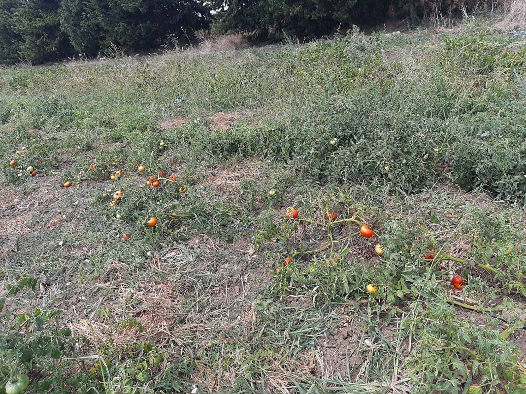 Çatalca İzzettin Köyü Resimleri 5