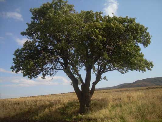 Çorum Sungurlu Körkü Köyü Resimleri 18