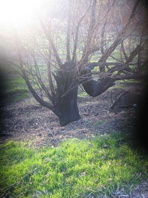 Çorum-Sungurlu Gökçam Köyü Resimleri 7