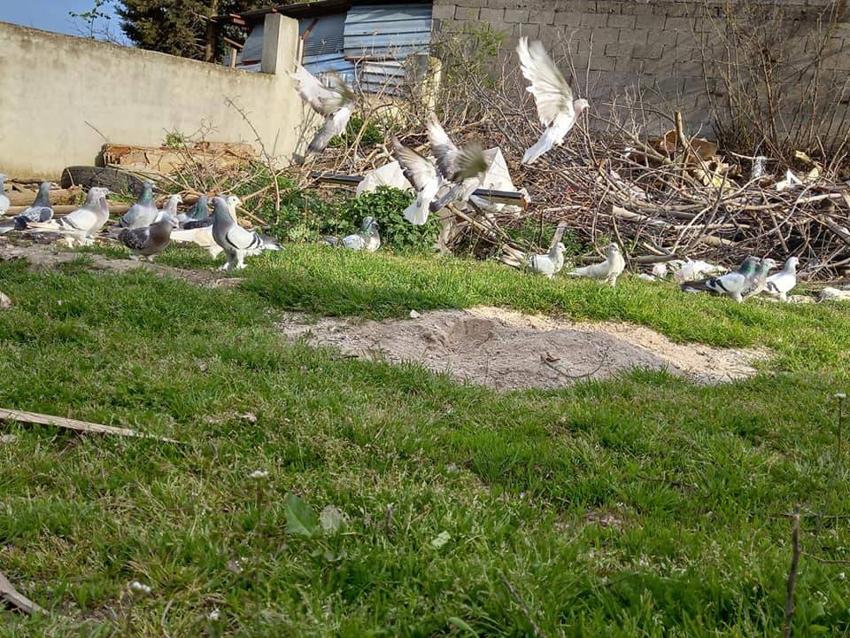 Çatalca Muratbey Köyü Resimleri 7