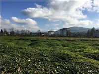 Pazar Hamidiye Köyü Resimleri 2