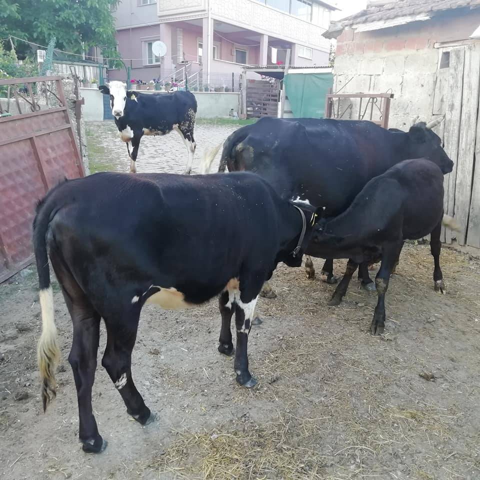 Çatalca Ormanlı Köyü Resimleri 8