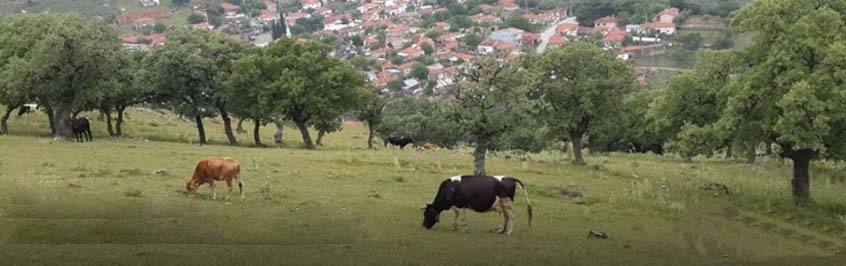 Bergama Koyuneli Köyü Resimleri 6