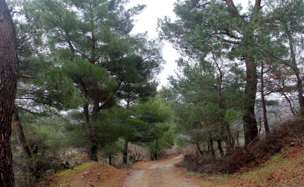 Bergama Mahmudiye Köyü Resimleri 3