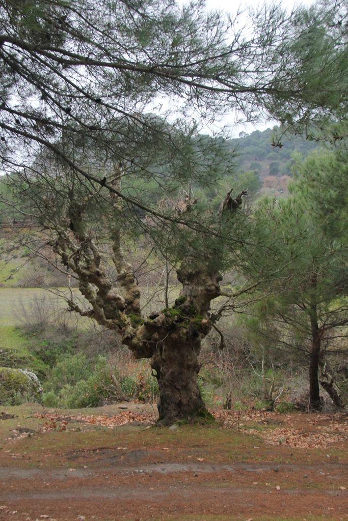 Bergama Mahmudiye Köyü Resimleri 4