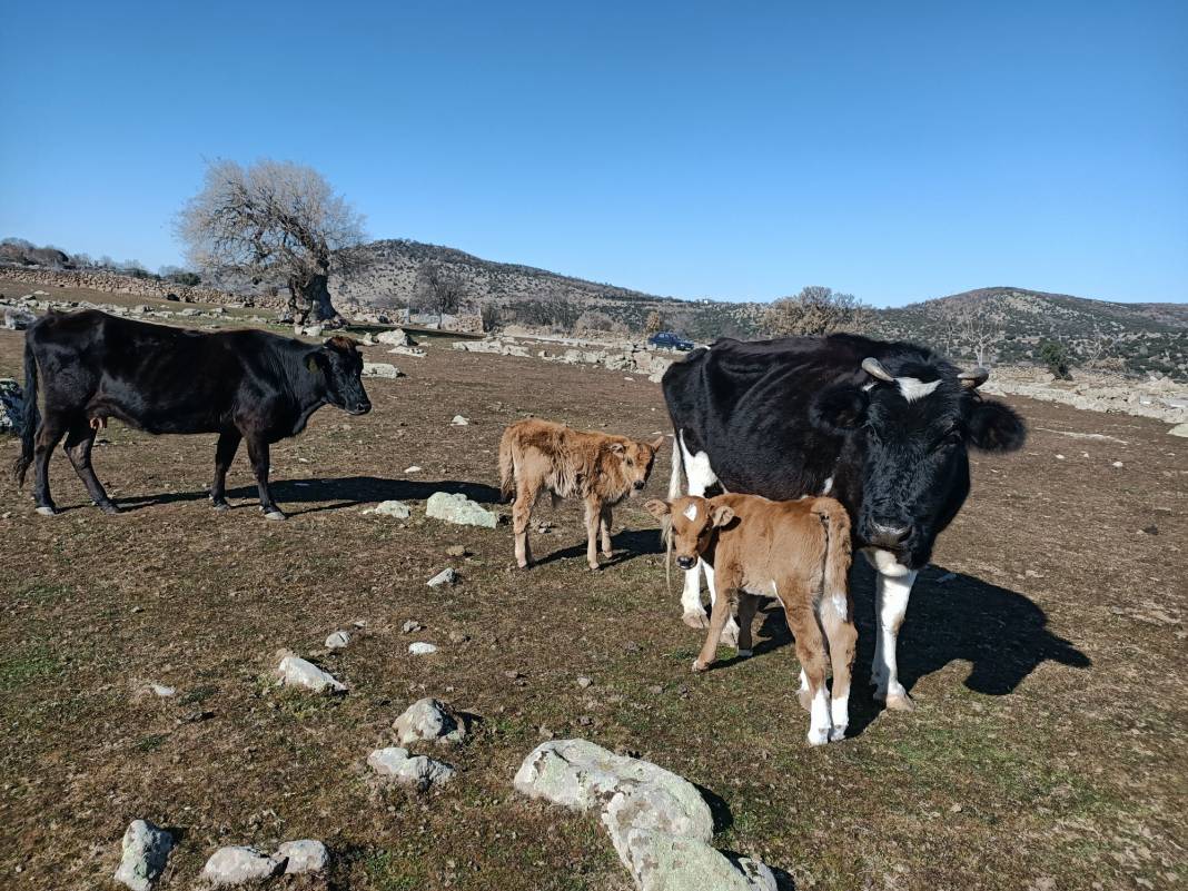 Bergama Pınarköy Köyü Resimleri 5