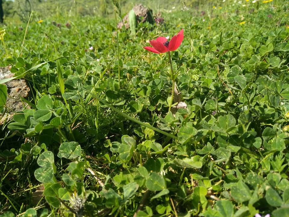 Bergama Sarıcalar Köyü Resimleri 3