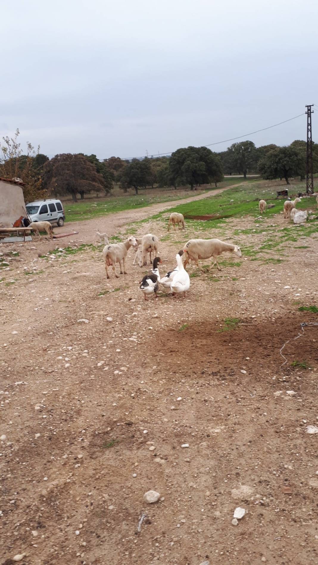Bergama Sarıcalar Köyü Resimleri 4