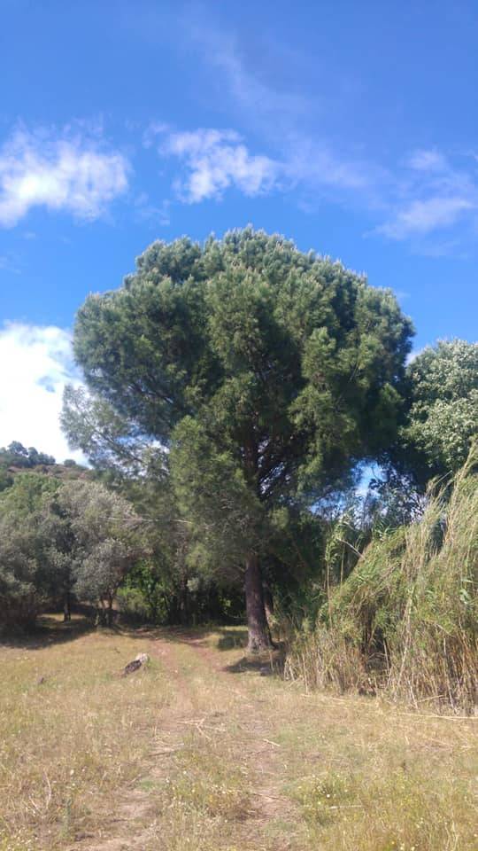 Bergama Sarıcalar Köyü Resimleri 5