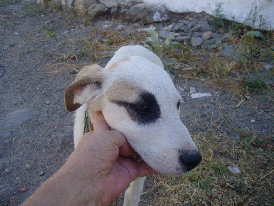 Bergama Süleymanlı Köyü Resimleri 1
