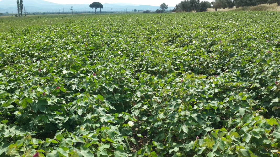 Bergama Süleymanlı Köyü Resimleri 5