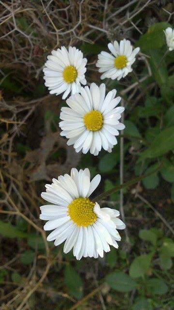 Bergama Tekkedere Köyü Resimleri 1