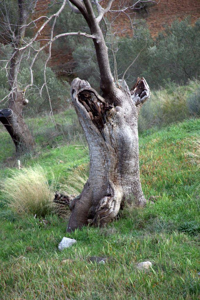 Bergama Tekkedere Köyü Resimleri 3
