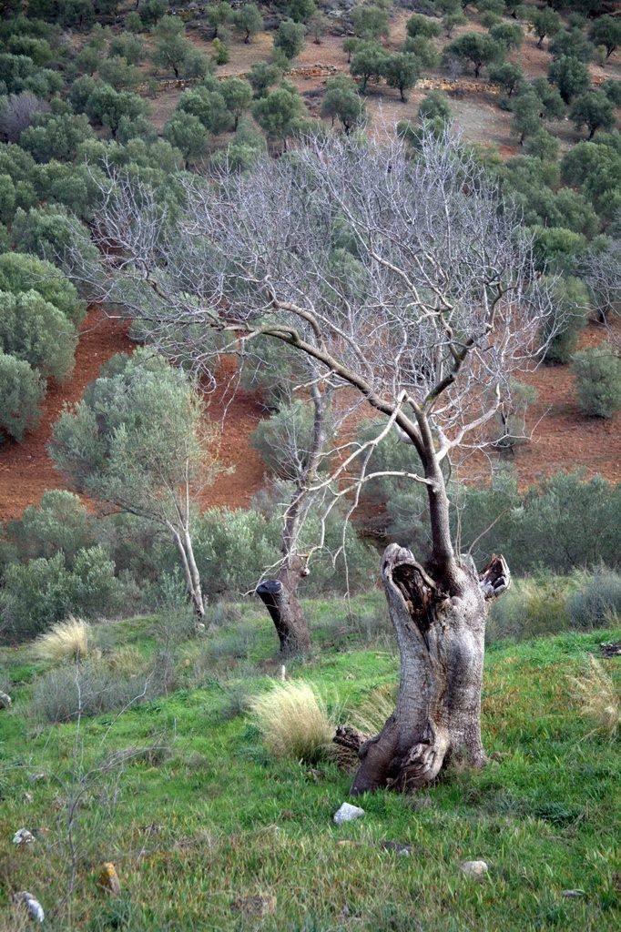 Bergama Tekkedere Köyü Resimleri 4