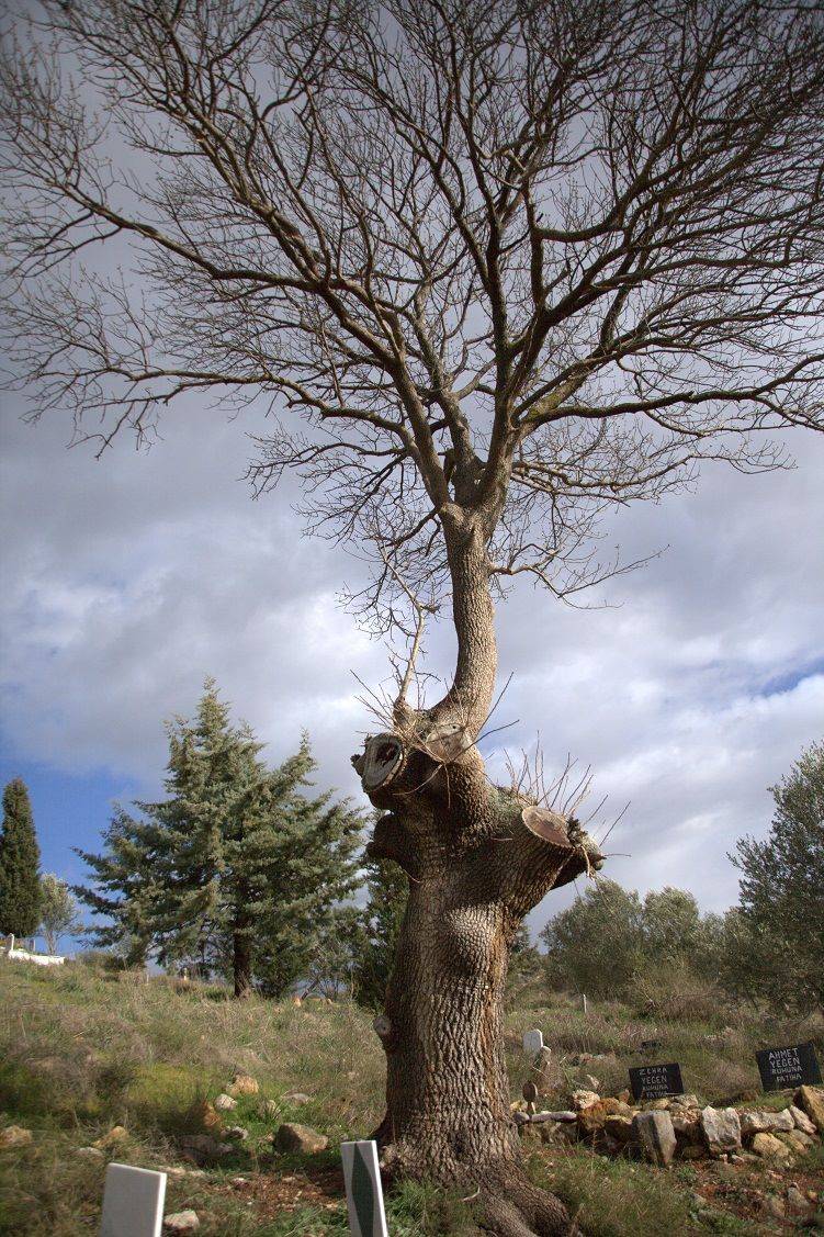 Bergama Tekkedere Köyü Resimleri 5