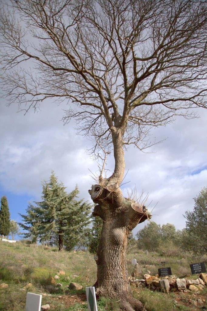 Bergama Tekkedere Köyü Resimleri 7