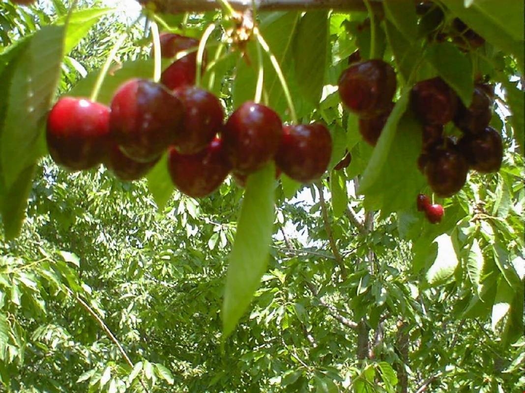 Bergama Ulucamii Köyü Resimleri 1