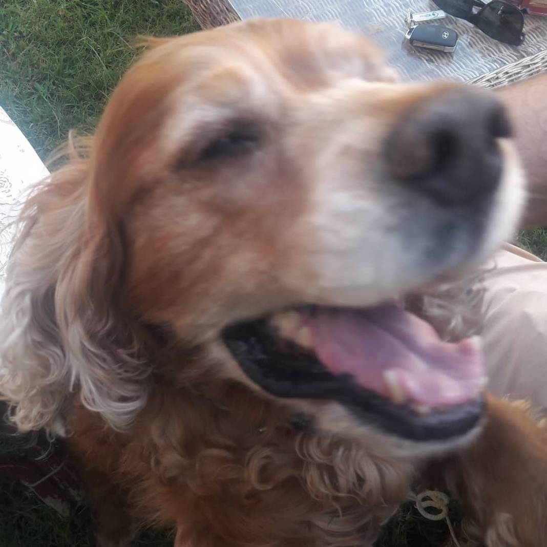 Bergama Yalnızev Köyü Resimleri 3