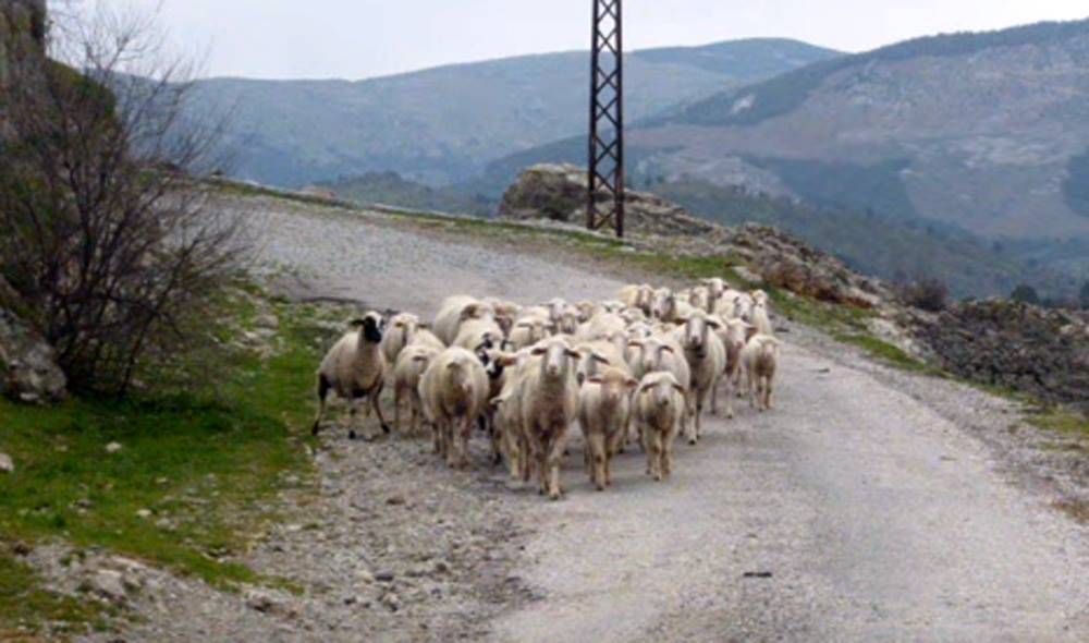 Bergama Yortanlı Köyü Resimleri 2