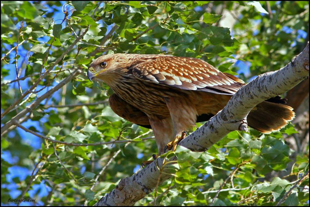 Bergama Zafer Köyü Resimleri 1