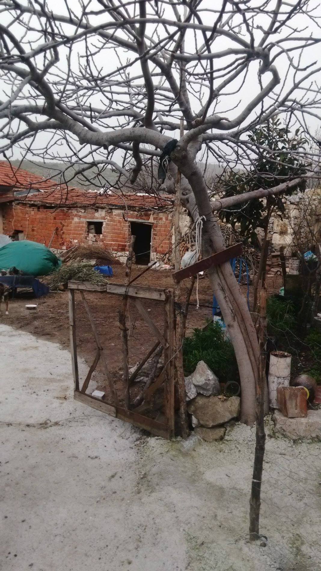 Bergama Zeytindağ Köyü Resimleri 3