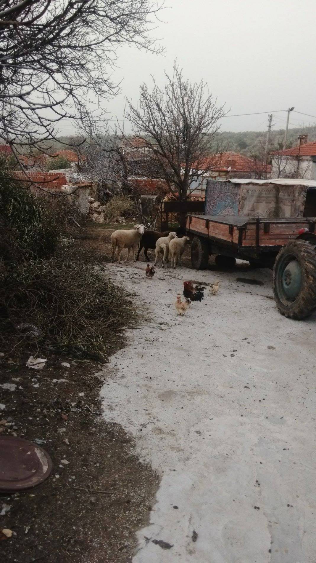 Bergama Zeytindağ Köyü Resimleri 4