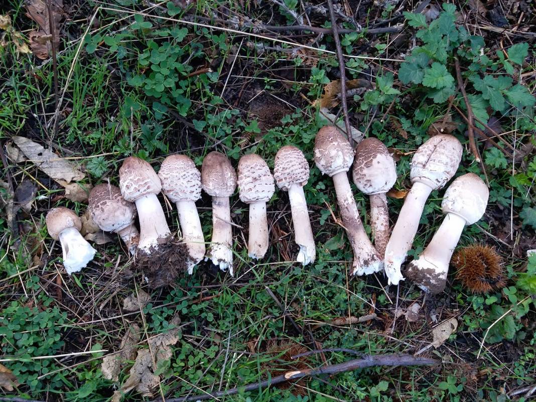 Beydağ Çomaklar Köyü Resimleri 7