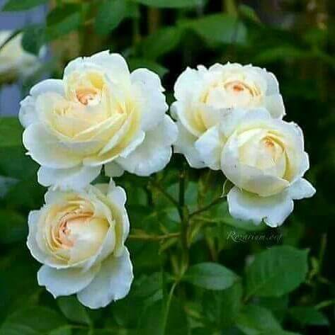 Beydağ Palamutçuk Köyü Resimleri 5