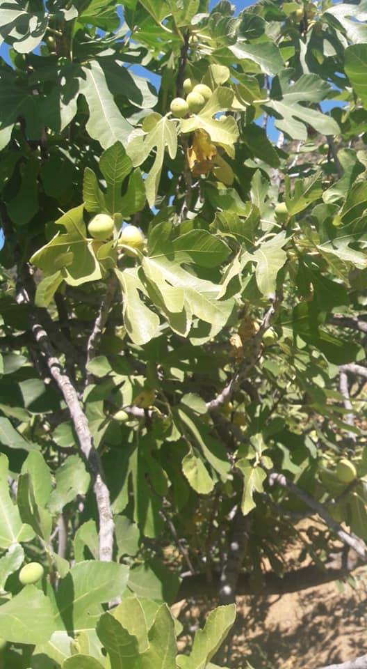 Beydağ Palamutçuk Köyü Resimleri 8