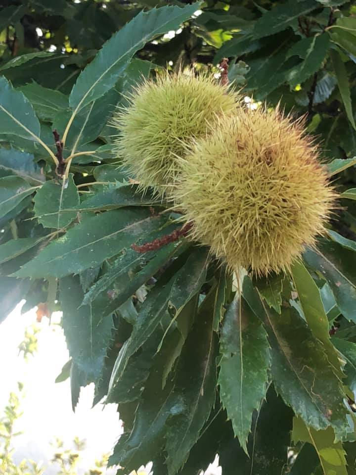 Beydağ Tabaklar Köyü Resimleri 6