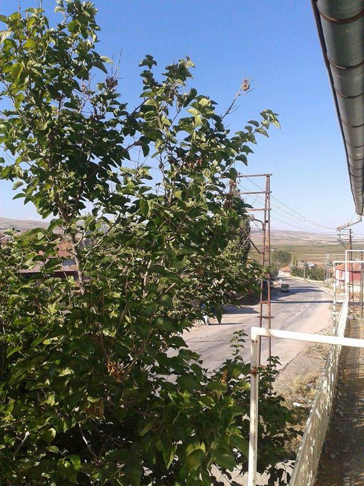 Afyon Çay Çayıryazı Köyü Resimleri 24