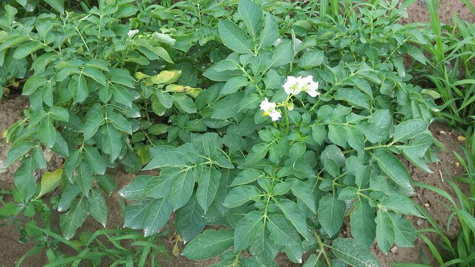 Beydağ Yeşiltepe Köyü Resimleri 3