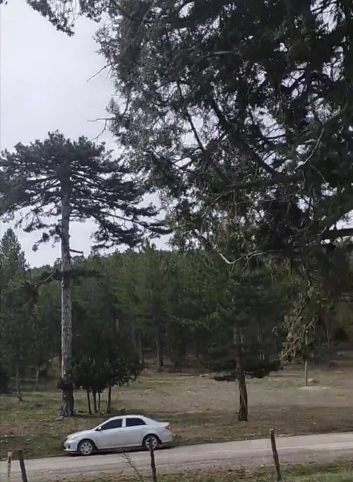 Çeşme Ardıç Köyü Resimleri 3