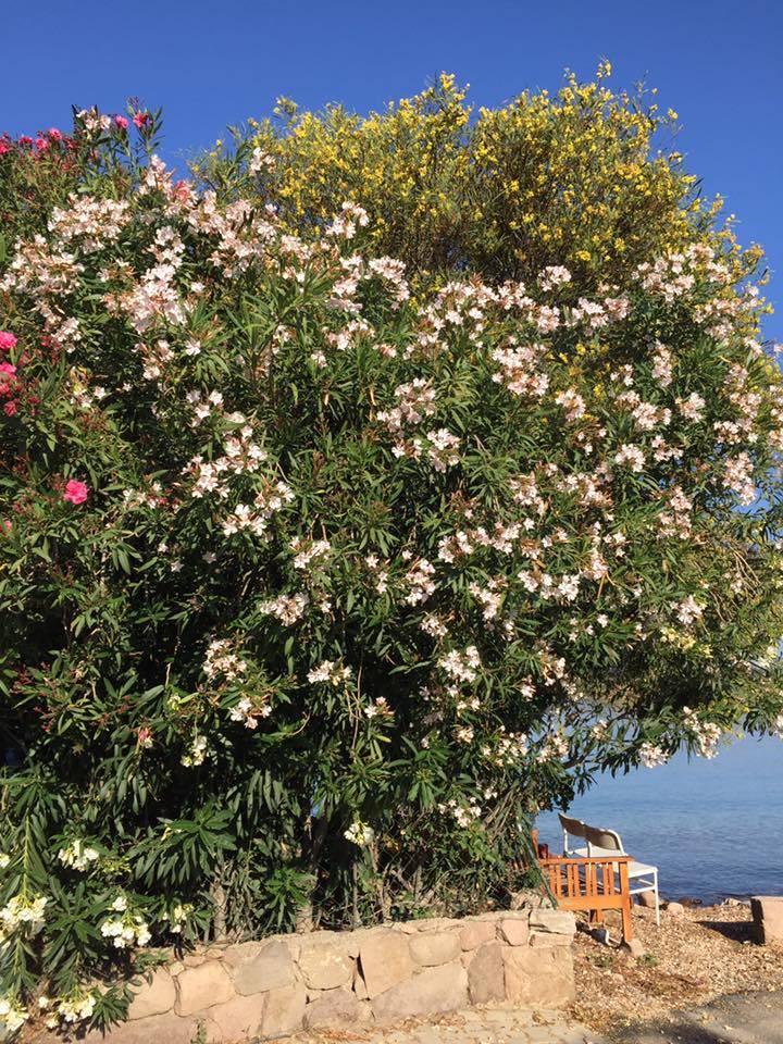 Çeşme Celal Bayar Köyü Resimleri 5