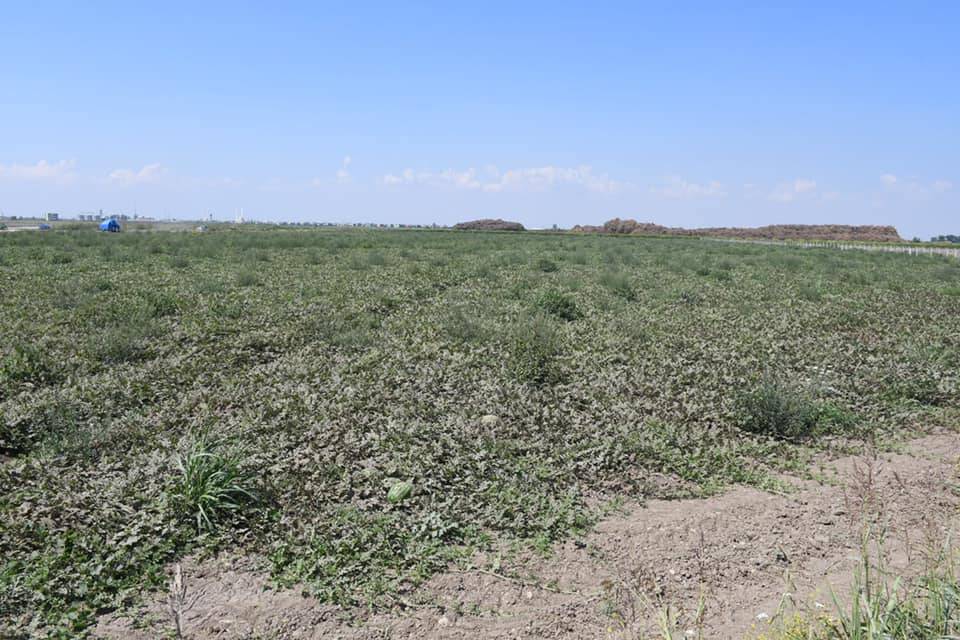 Dikili Cumhuriyet Köyü Resimleri 1