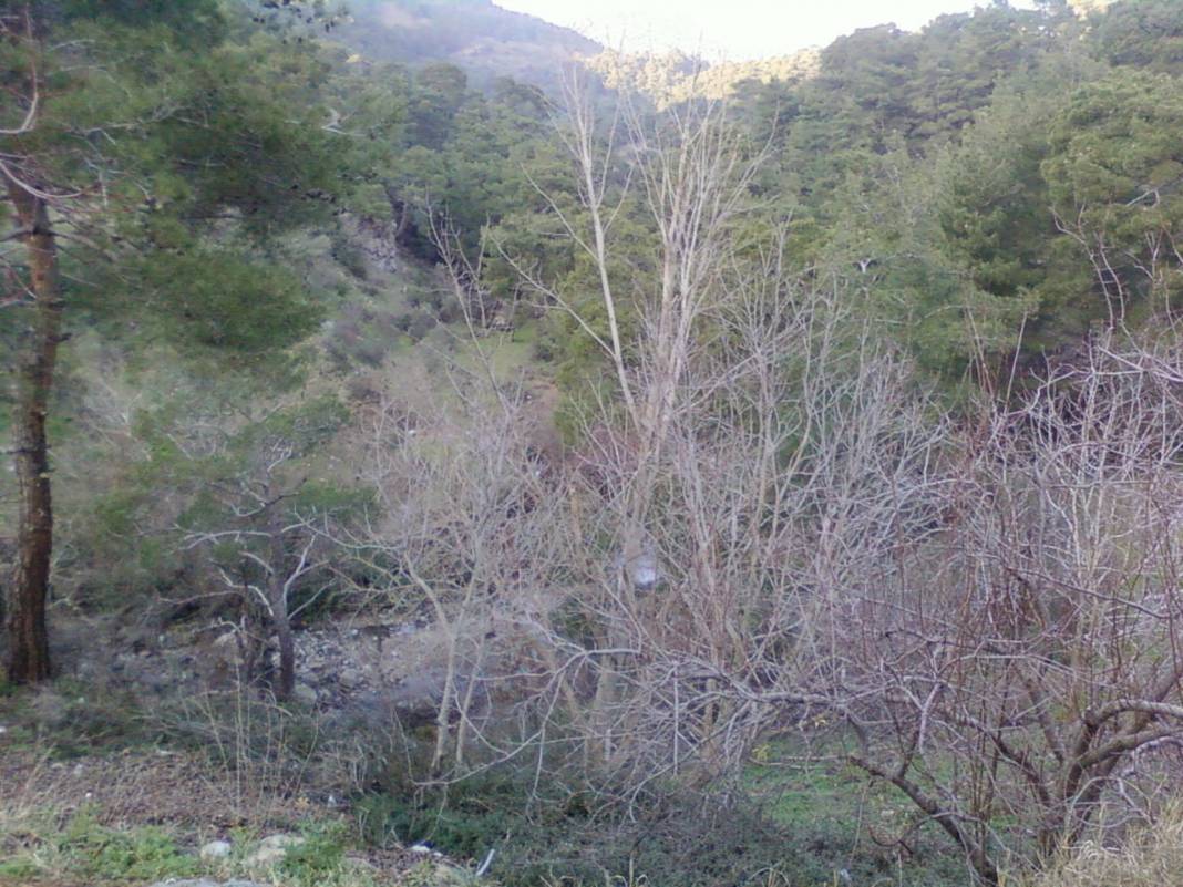 Dikili Çağlan Köyü Resimleri 3