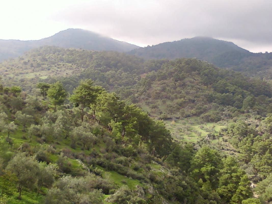 Dikili Çağlan Köyü Resimleri 5